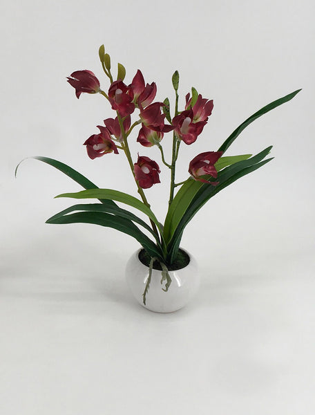 Assorted Orchids in Circular White Pots