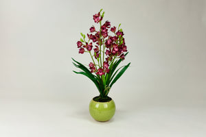 Amaryllis Flowers with Green Pot