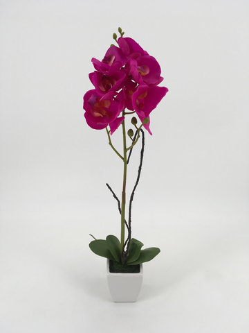 Single Tall Fuchsia Orchid with White Pot