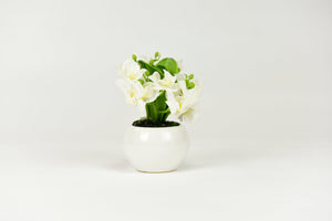 White Orchid Flowers with Circular White Pot