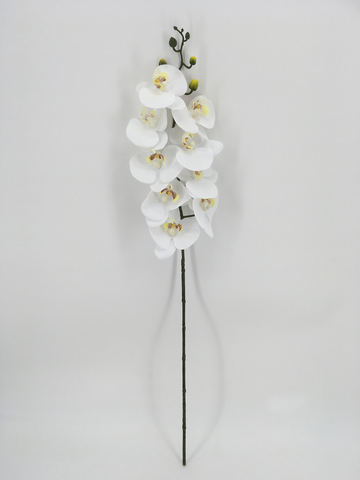 Single White and Yellow Orchid