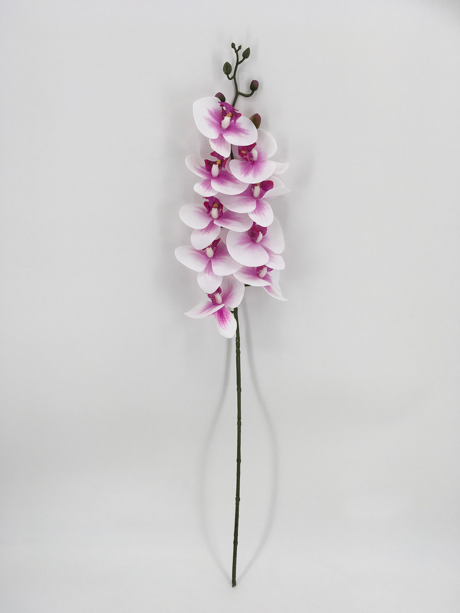 Single White and Purple Orchid