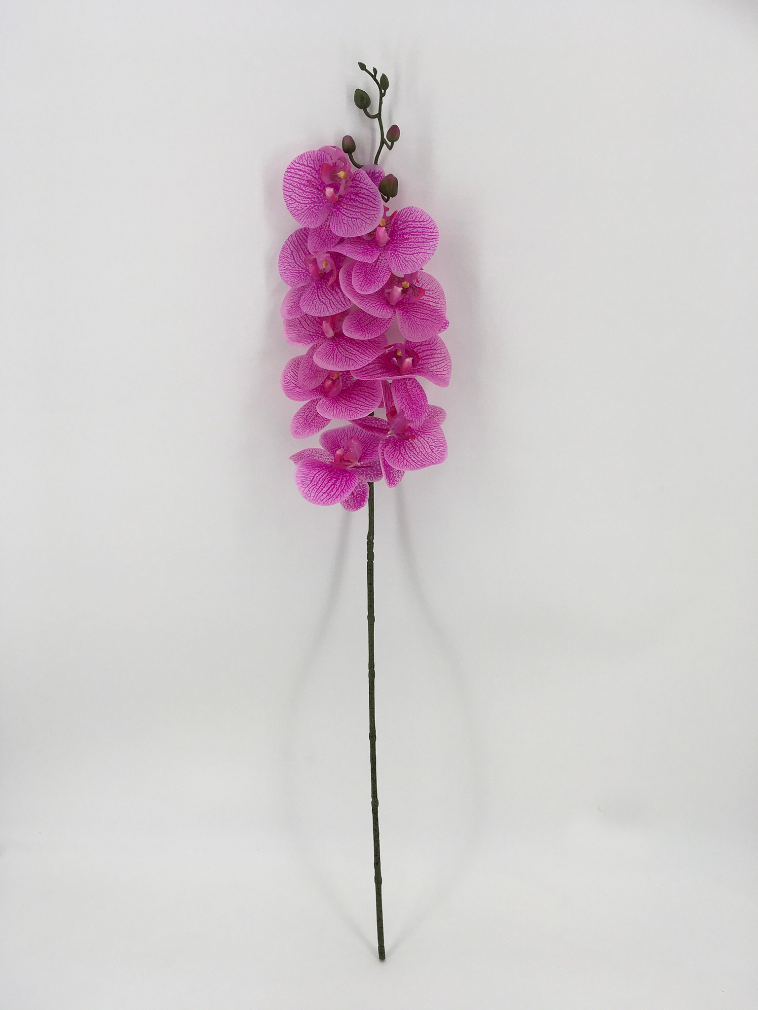 Single Fuchsia and White Orchid