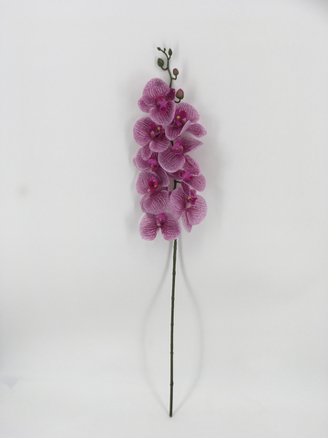 Single Purple and White Orchid