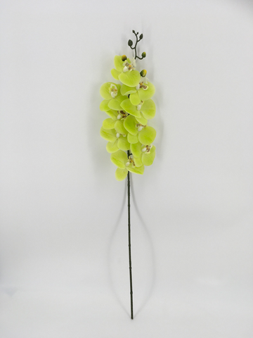 Single Light Green Orchid