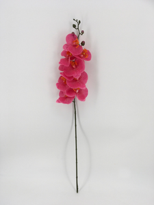 Single Pink Orchid with White Dots