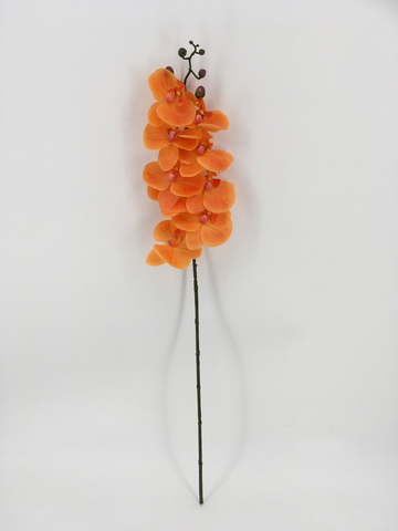 Single Orange Orchid