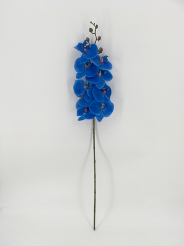 Single Blue Orchid