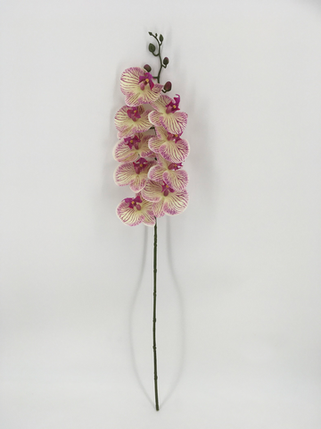 Single Tigger Color Orchid