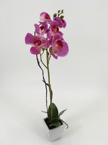 Single Tall Purple Orchid