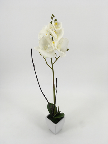 Single Tall White Orchid