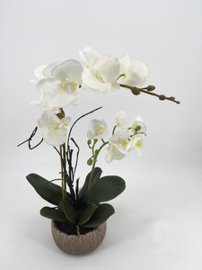White Orchid in Tree Log Pot