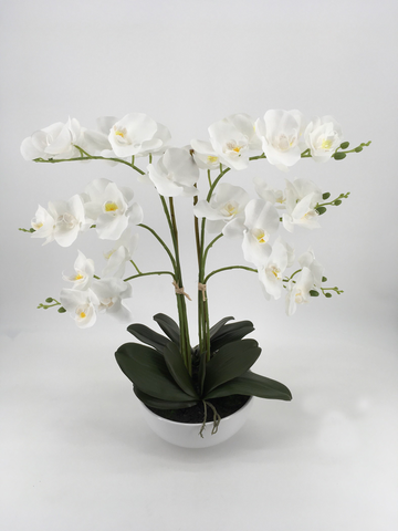 Grand White Orchid in White Pot