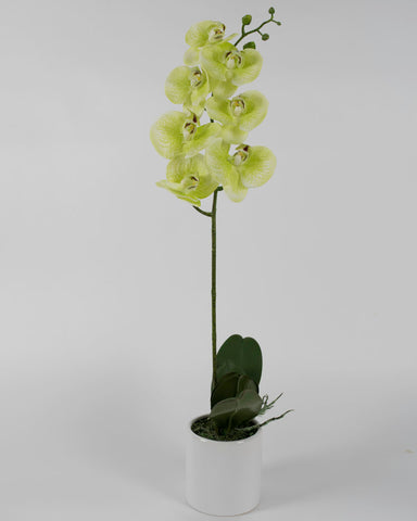 Single Light Green Orchid with White Pot