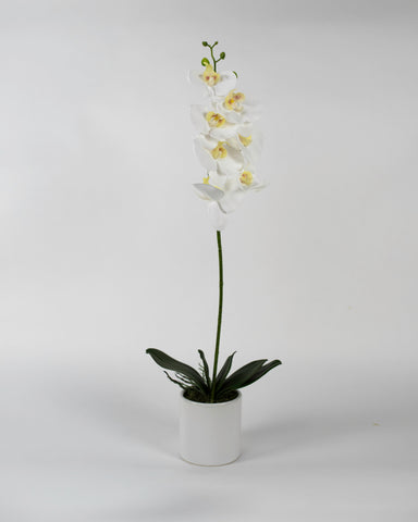 Single White Orchid with White Pot
