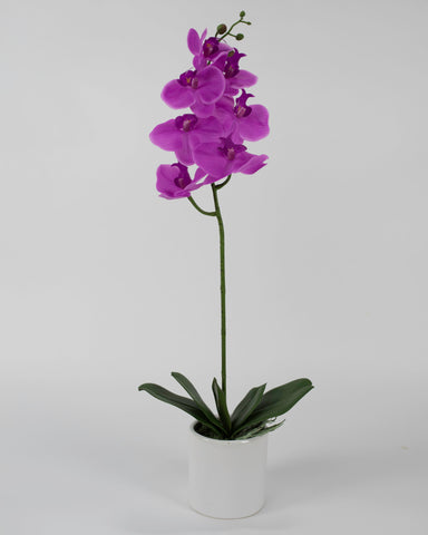Single Purple Orchid with White Pot