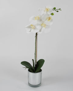 Single White Orchid with Mirror Pot