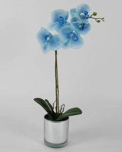 Single Light Blue Orchid with Mirror Pot