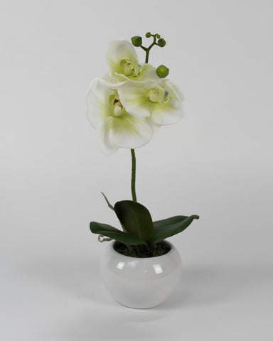 Single White Orchid with Circular White Pot
