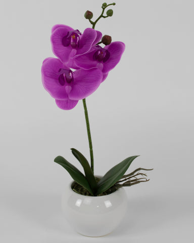 Single Purple Orchid with Circular White Pot
