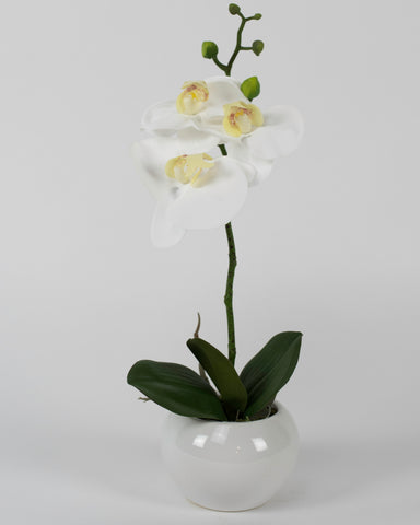 Single White Orchid with Circular White Pot