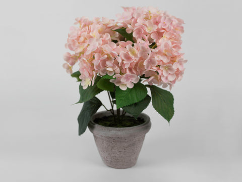 Pink Hydrangea with Grey Pot
