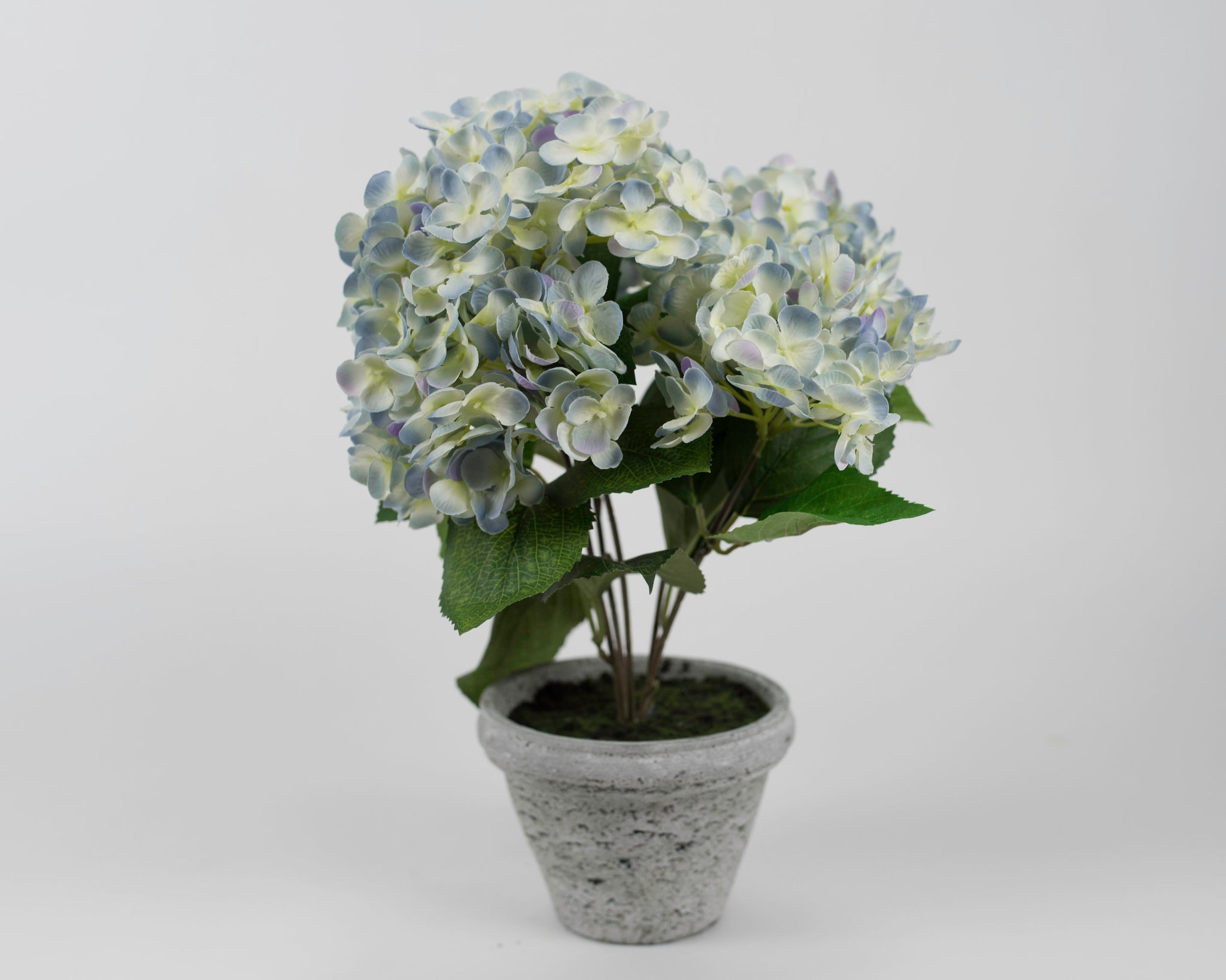 Blue and Yellow Hydrangea with Light Grey Pot