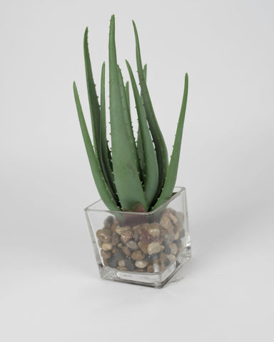 Aloe Plant with Glass Pot