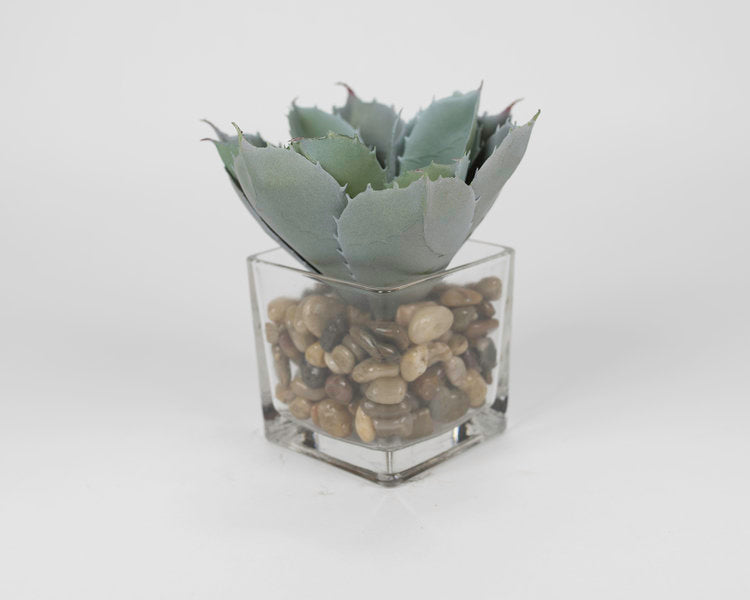 Blue Succulent in Rocks with Glass Pot
