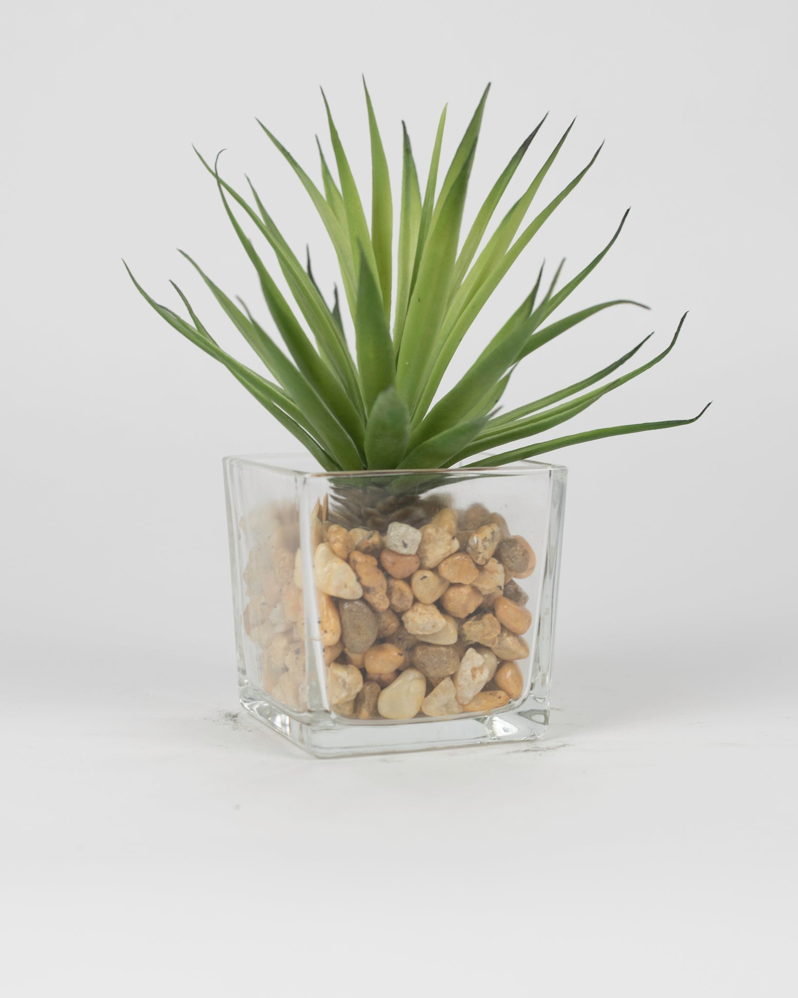 Green Agave in Rocks with Glass Pot