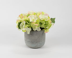 Yellow/Pink Hydrangea with Stone Colored Pot