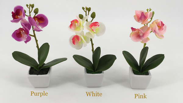 Assorted Orchids in Square White Pot