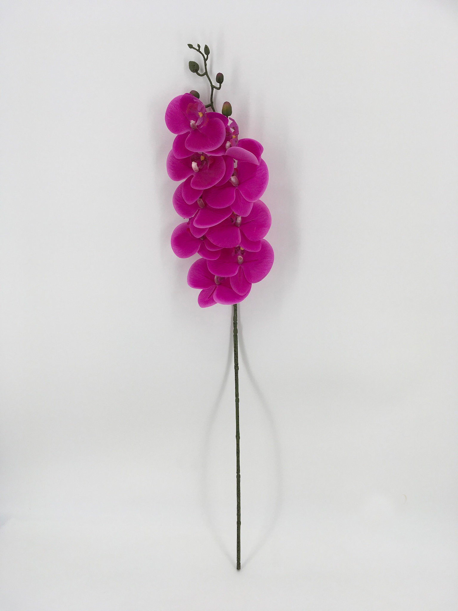 Single Purple Orchid