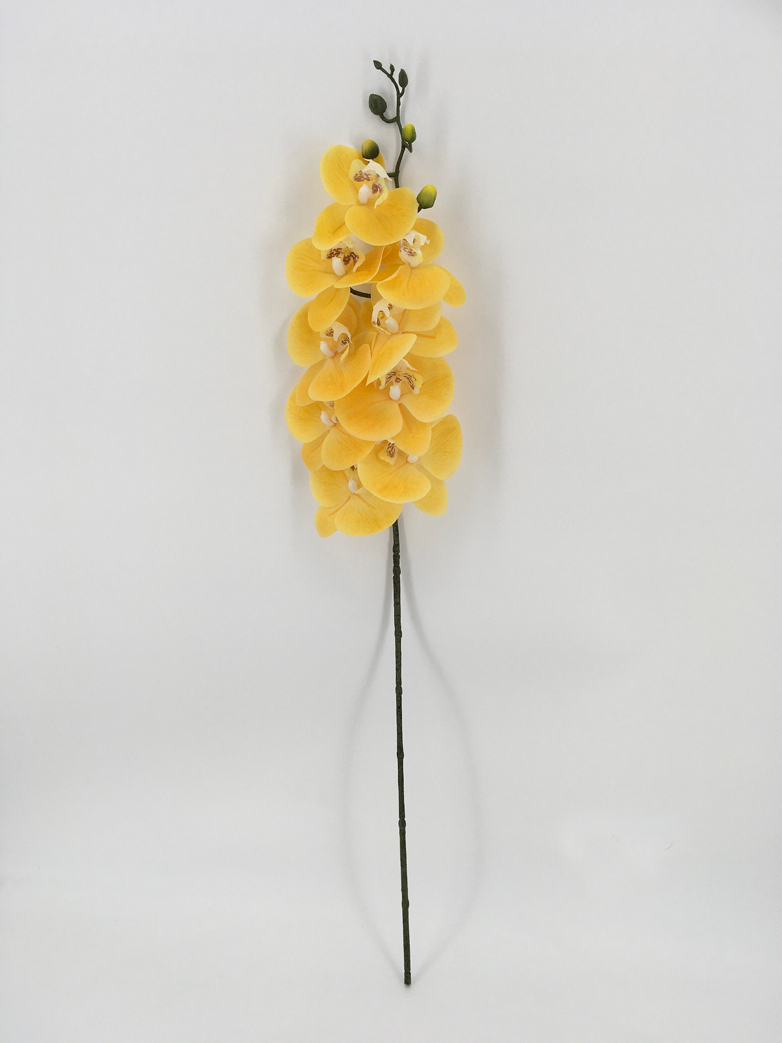 Single Yellow Orchid