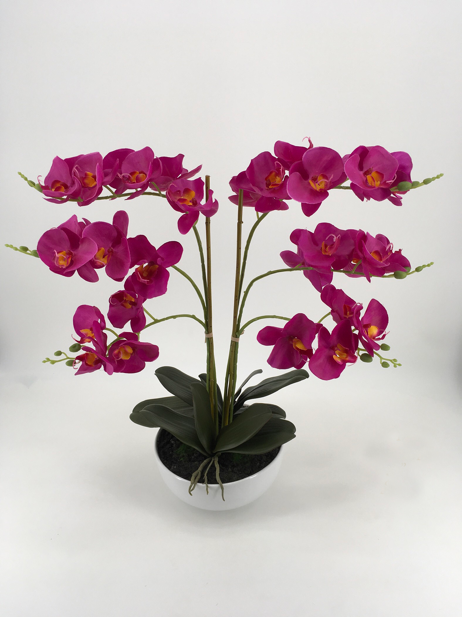 Grand Purple Orchid in White Pot