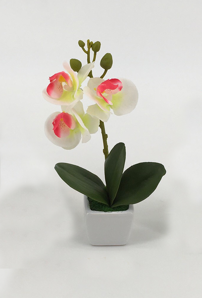 Assorted Orchids in Square White Pot