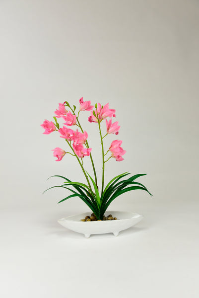 Pink Amaryllis Flowers with Shallow White Pot