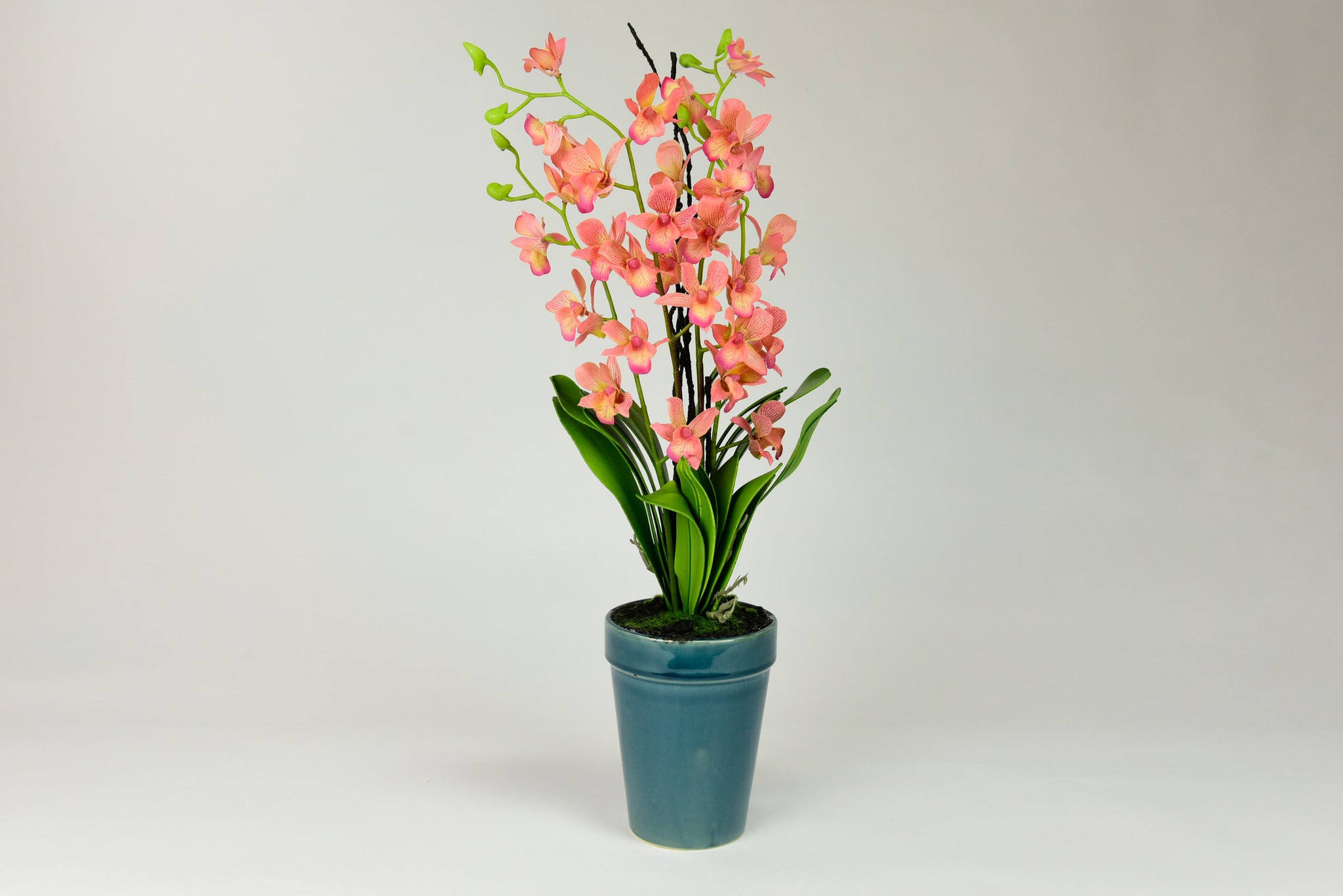 Orange Orchid Flowers with Teal Pot