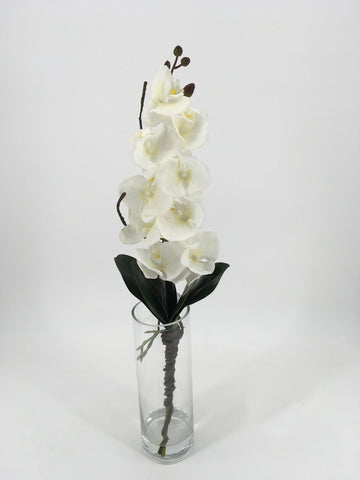 Pure White Orchids in Tall Glass Vase