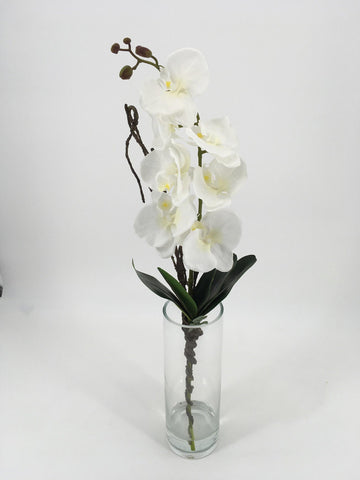 Tall White Orchids in Glass Vase