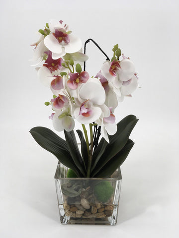 White and Pink Orchids in Glass Vase with Rocks