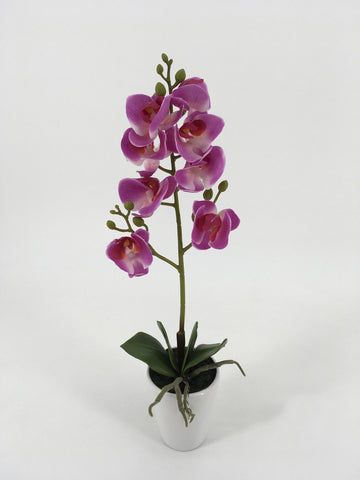 Tall Purple Orchids in White Pot