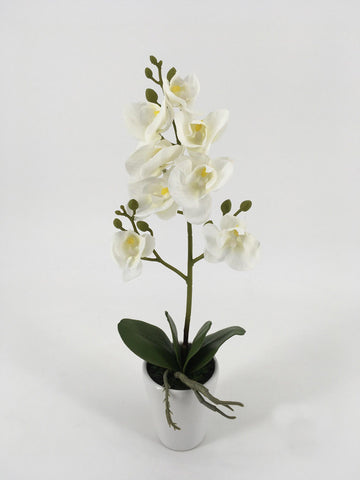 Tall Orchid Flowers in White Ceramic Pot