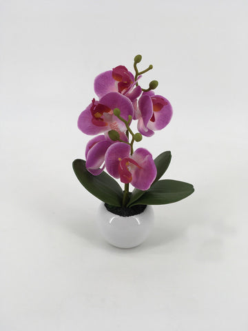 Purple/Pink Orchid