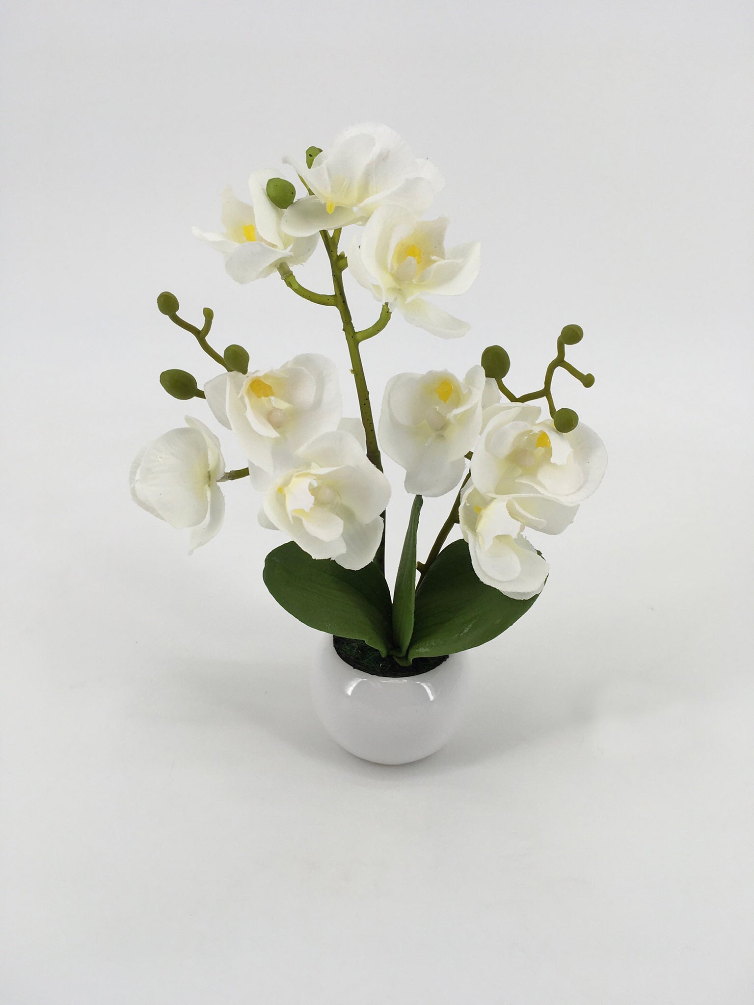White Orchids in White Pot