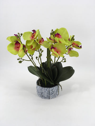 Green Orchids in Designer Pot