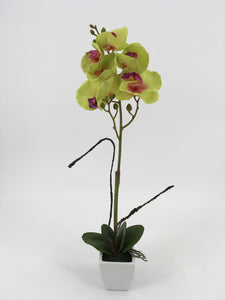 Single Tall Green Orchid with White Pot