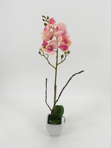 Single Tall Pink Orchid with White Pot