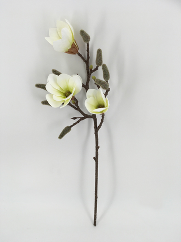 Single Magnolia Flower